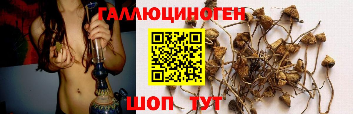 Галлюциногенные грибы Psilocybe Кропоткин